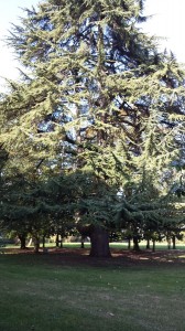 giardino-fondazione