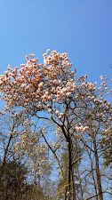magnolia_orto_bot