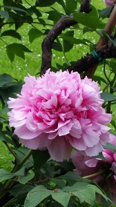 montech-giardino (766 x 1362)  