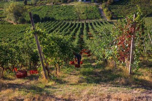 vendemmia 1