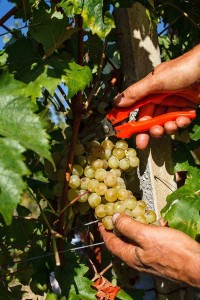 vendemmia 3  